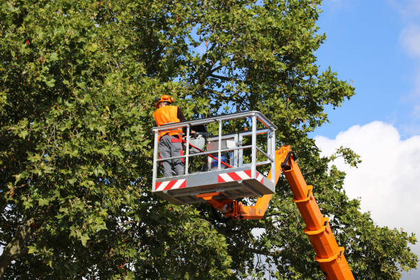 Trusted Point Pleasant, WV Tree Removal and Landscaping Services Experts